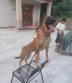 网红马什么名字的,揭秘网红“马什么名字”的爆红之路